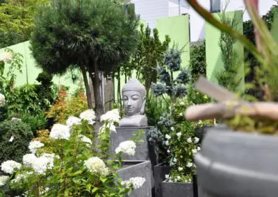 Buddha Pinus Hochstamm Zeder