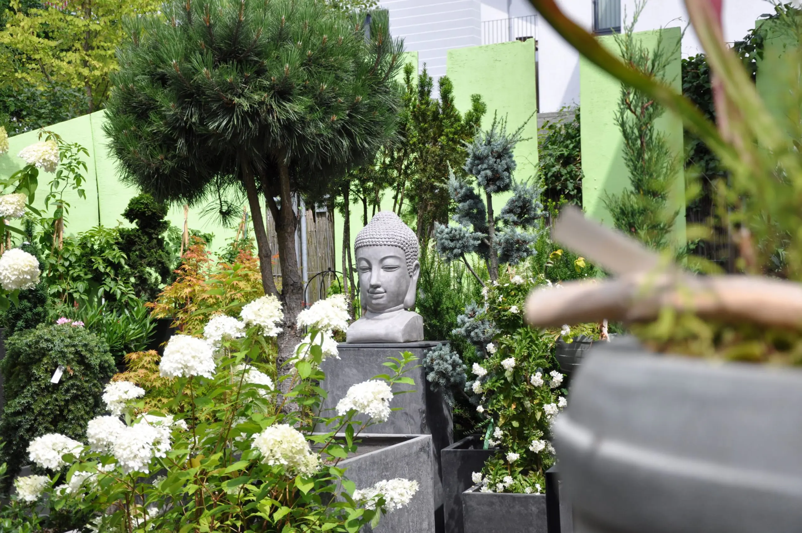 Buddha Pinus Hochstamm Zeder