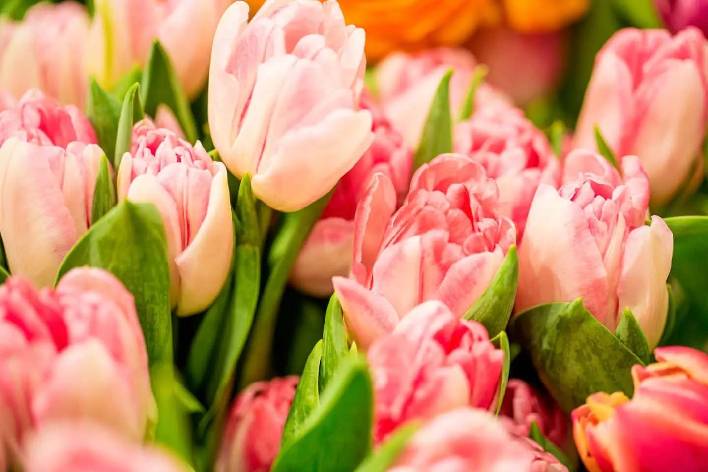 Header Floristik Header Floristik