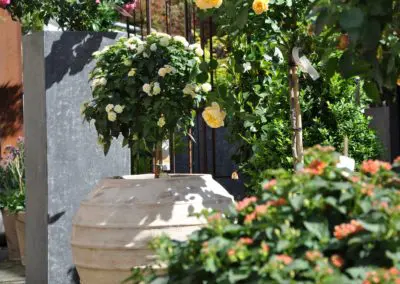 Lantanen Hochstamm weiß