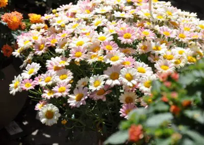 Margeritenbusch Sonderfarbe