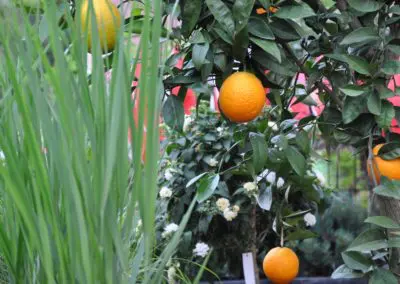 Orangenbaum Panicum Nordwind