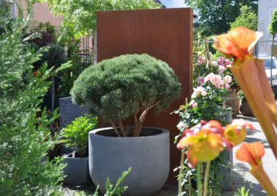 Pinus Pilzform esteras naturelite lead