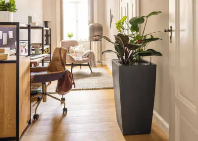 Gärtner für Raumbegrünung