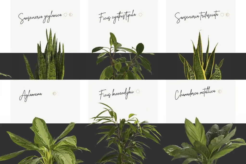 aircleanpro pflanzenauswahl