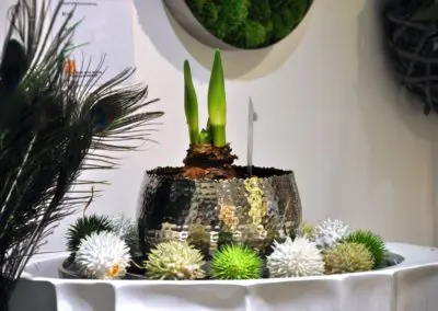 Amaryllis In Bauernsilber