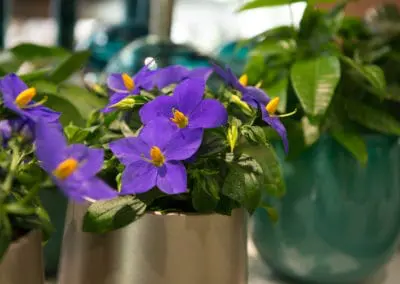 Bluehende Topfpflanzen Blumen Speth