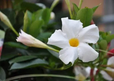 Blumen Speth Gartenausstellung13