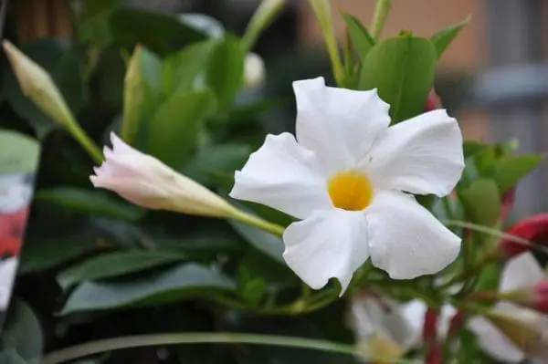 Blumen Speth Gartenausstellung13