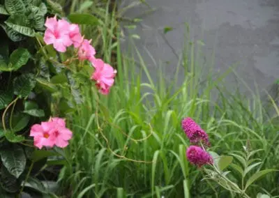 Blumen Speth Gartenausstellung16