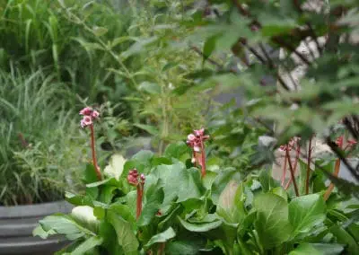 Blumen Speth Gartenausstellung18