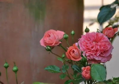 Blumen Speth Gartenausstellung2