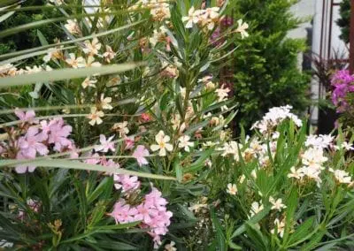 Blumen Speth Gartenausstellung20