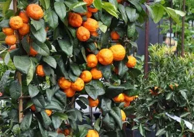 Blumen Speth Gartenausstellung3