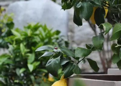 Blumen Speth Gartenausstellung4