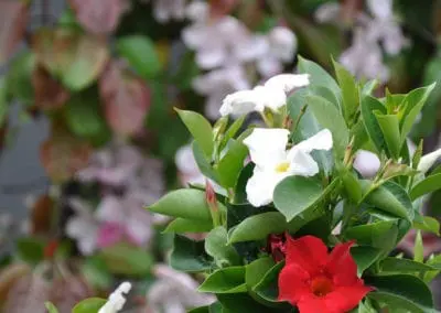 Blumen Speth Gartenausstellung5