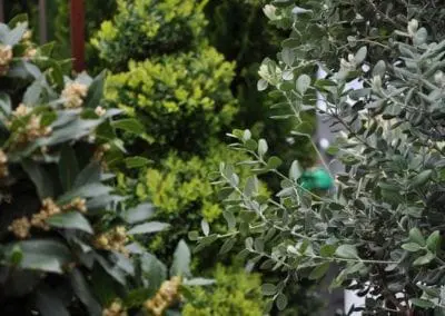 Blumen Speth Gartenausstellung6