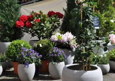 esteras warm concrete Rhododendron Solanum