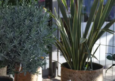 Kuebelpflanzen Wintergarten