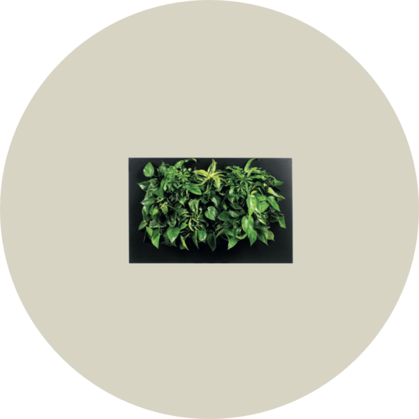 mobilane livepicture quad2