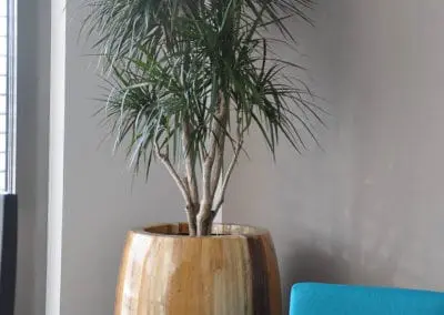 Palme In Goldgefaess