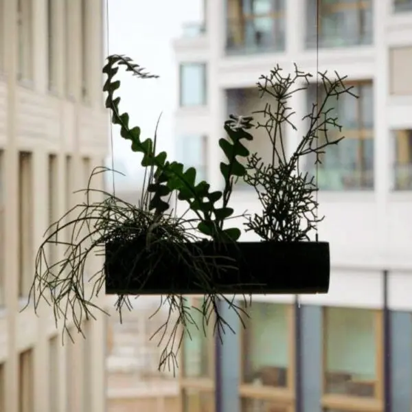 pendularis in der Luft