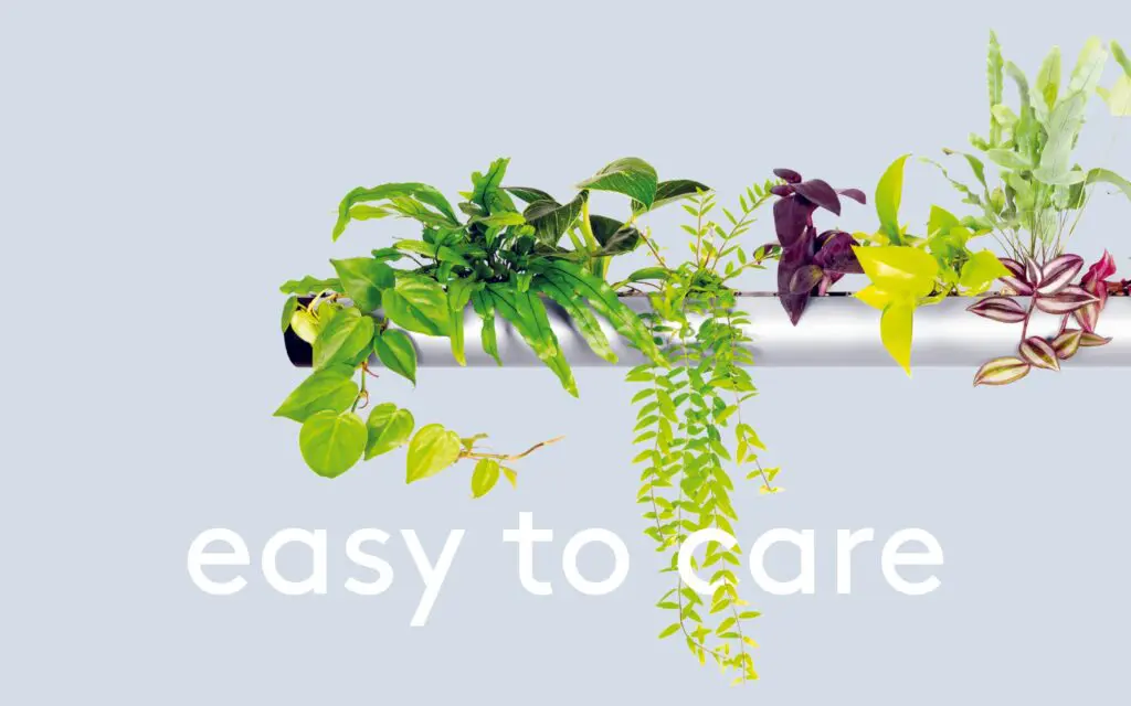 pendularis pflegeleicht easy to care