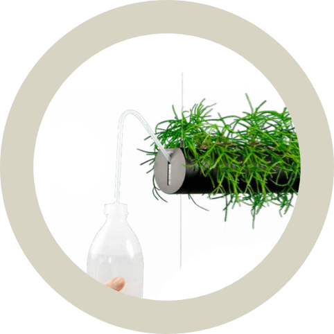 pendularis pflegeleicht quad2a