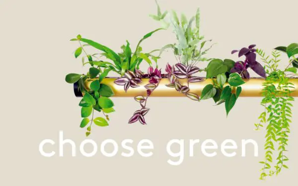 pendularis wähle grün choose green