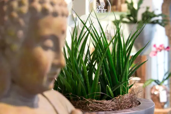 Sansevierien Blumen Speth