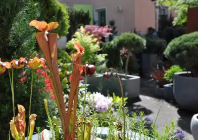 saracaena Fleischfresser Bluete