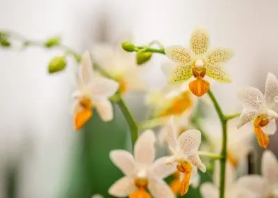 Speth Zimmerpflanzen Orchidee