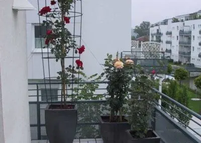 Terrassen Begruenung2