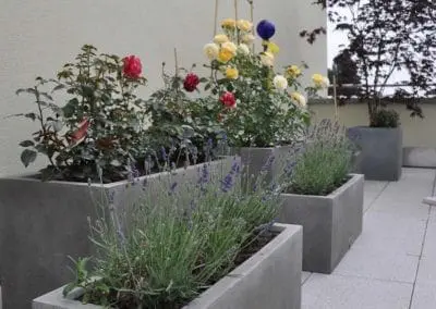Terrassen Begruenung23