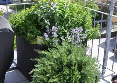Terrassen Begruenung32