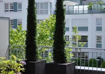 Terrassen Begruenung36