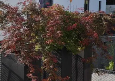 Terrassen Begruenung44