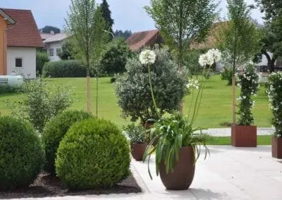 Terrassen Begruenung9