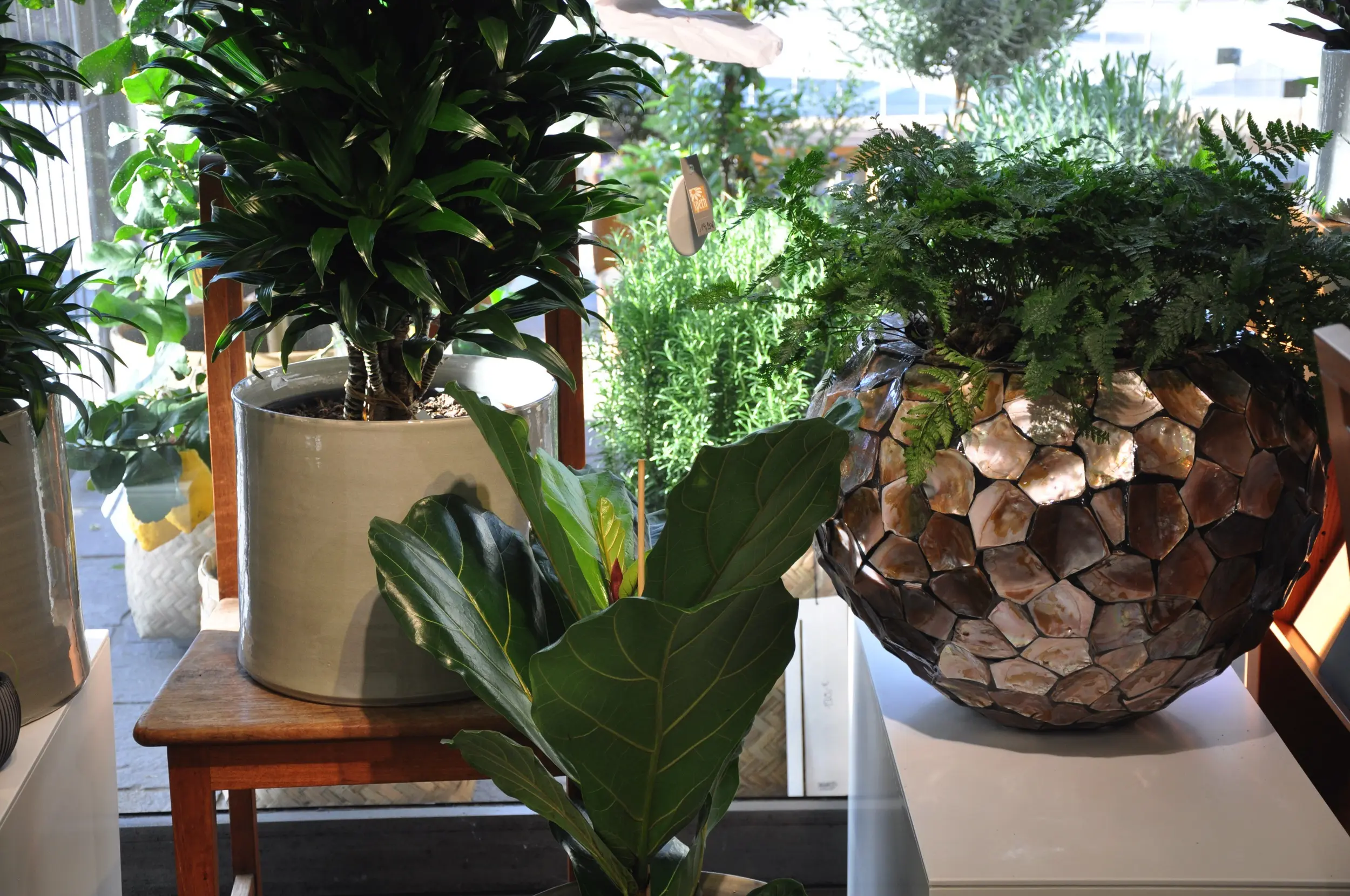 Zimmerpflanzen In Tollen Gefaessen